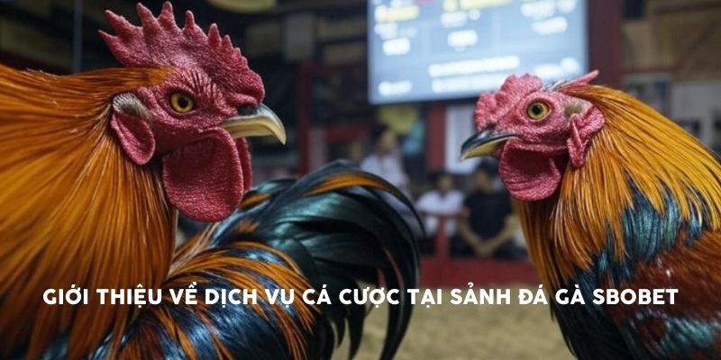 Giới thiệu về dịch vụ cá cược tại sảnh đá gà sbobet