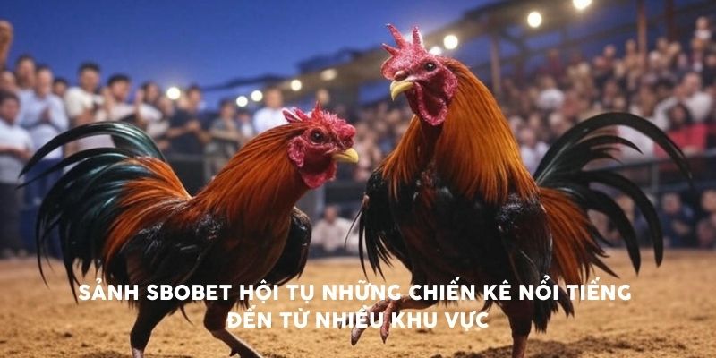 Sảnh sbobet hội tụ những chiến kê nổi tiếng đến từ nhiều khu vực